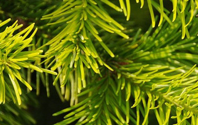 Масло от сибирска ела (Abies sibirica) Масло от сибирска ела (Abies sibirica)